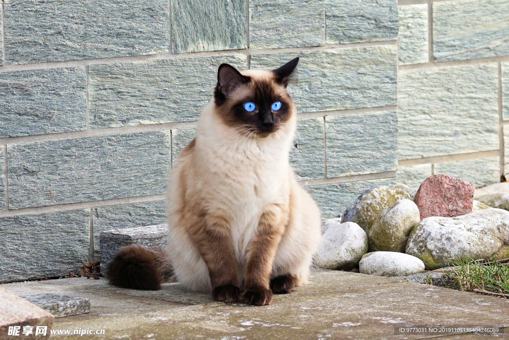 猫咪