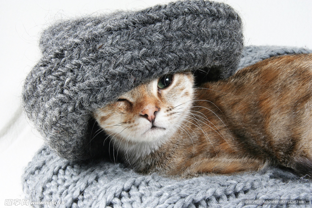 猫咪