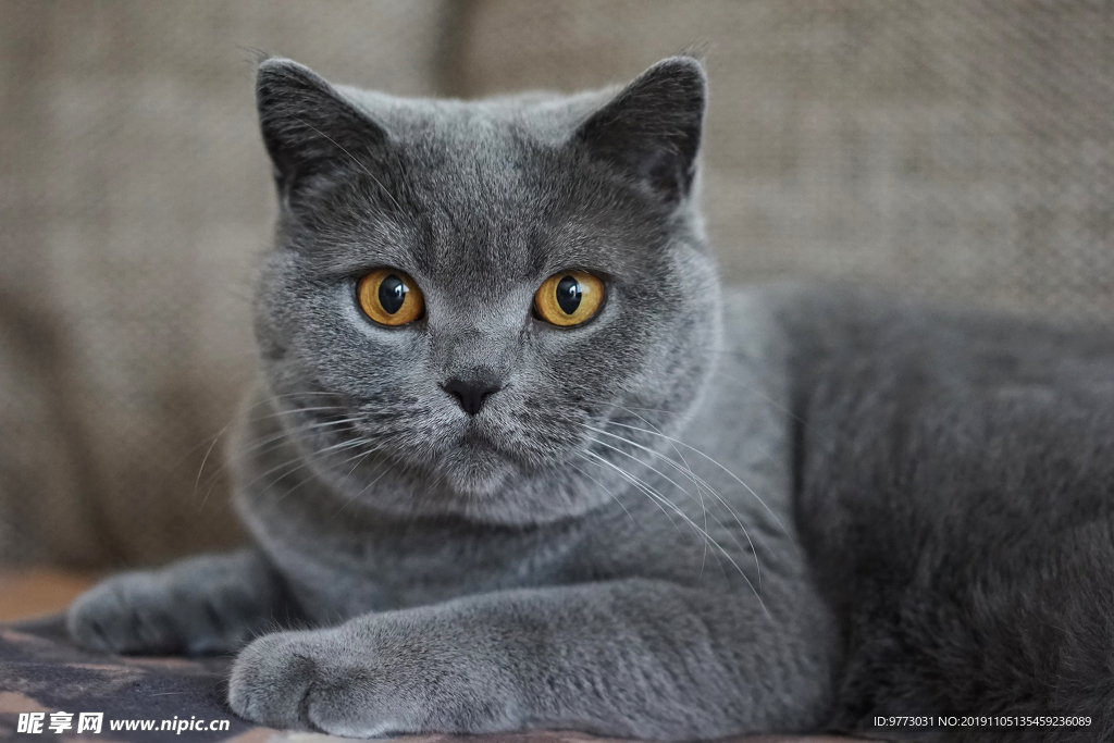 猫咪