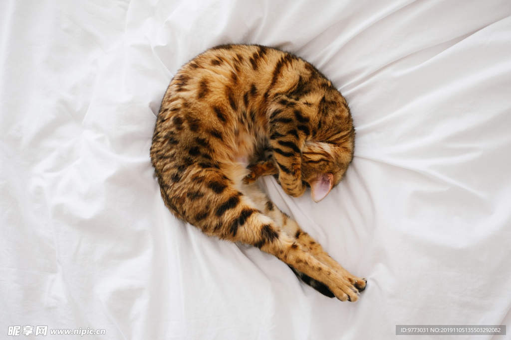 猫咪
