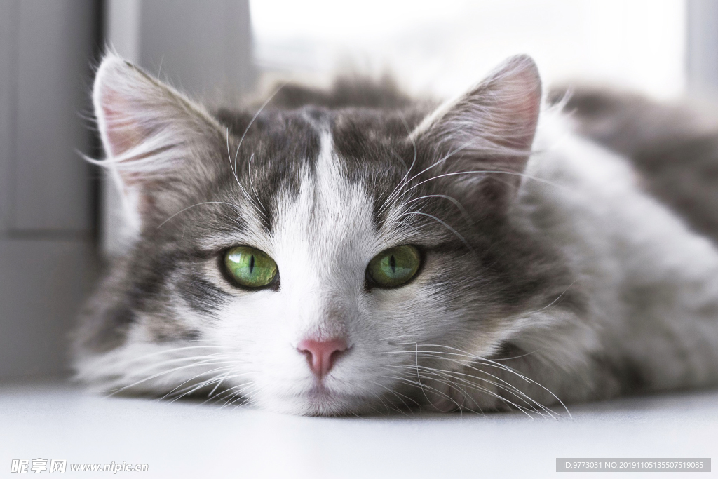 猫咪