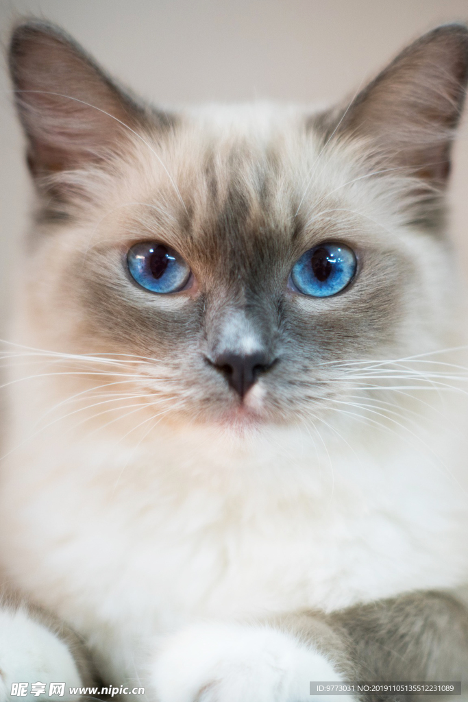 猫咪
