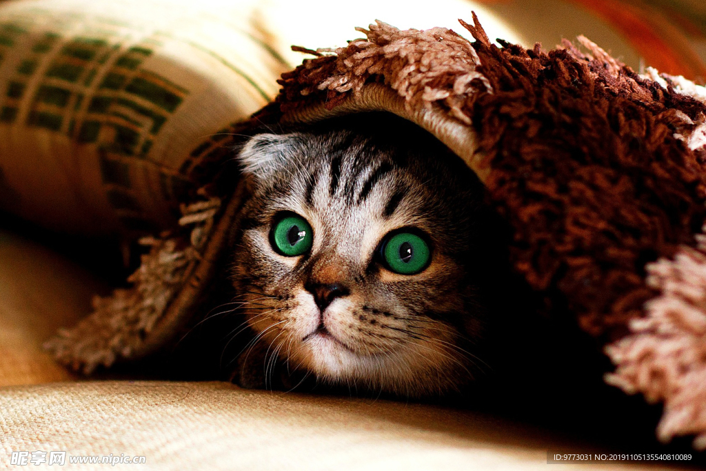猫咪