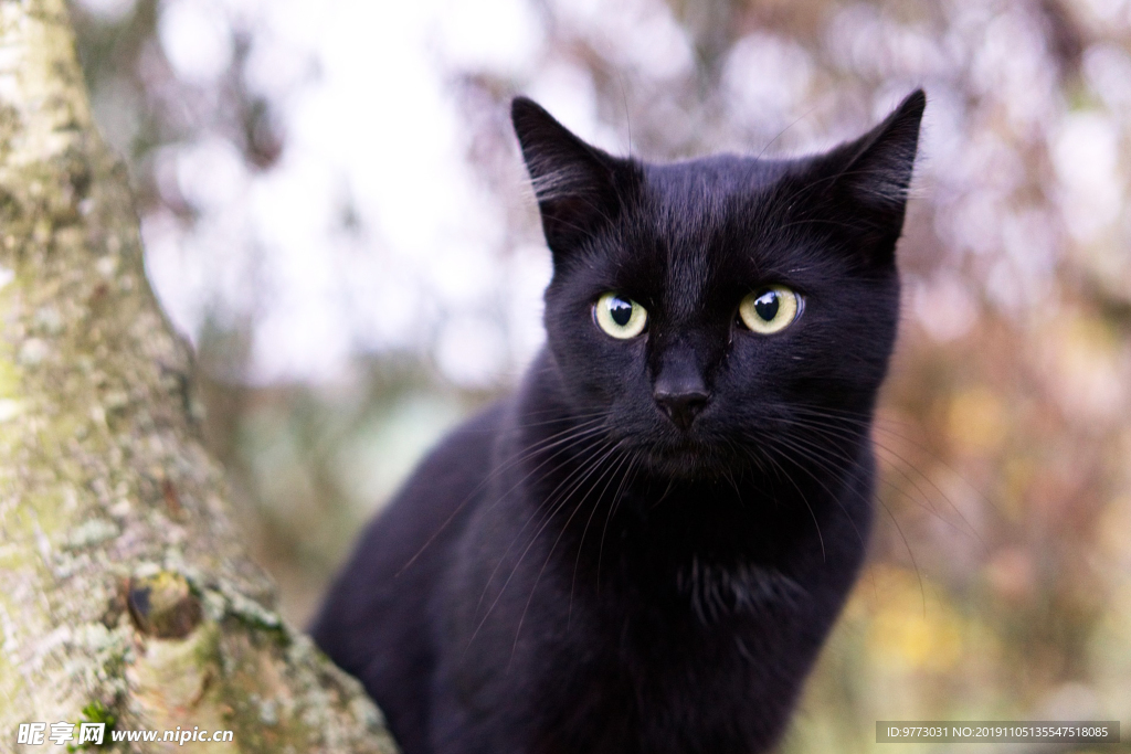 猫咪