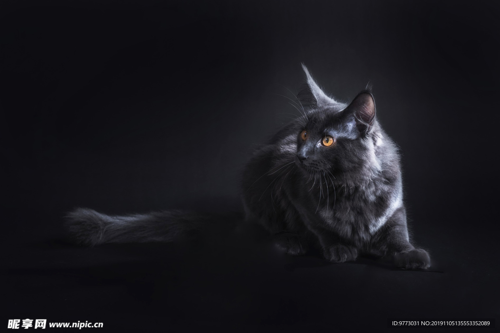 猫咪