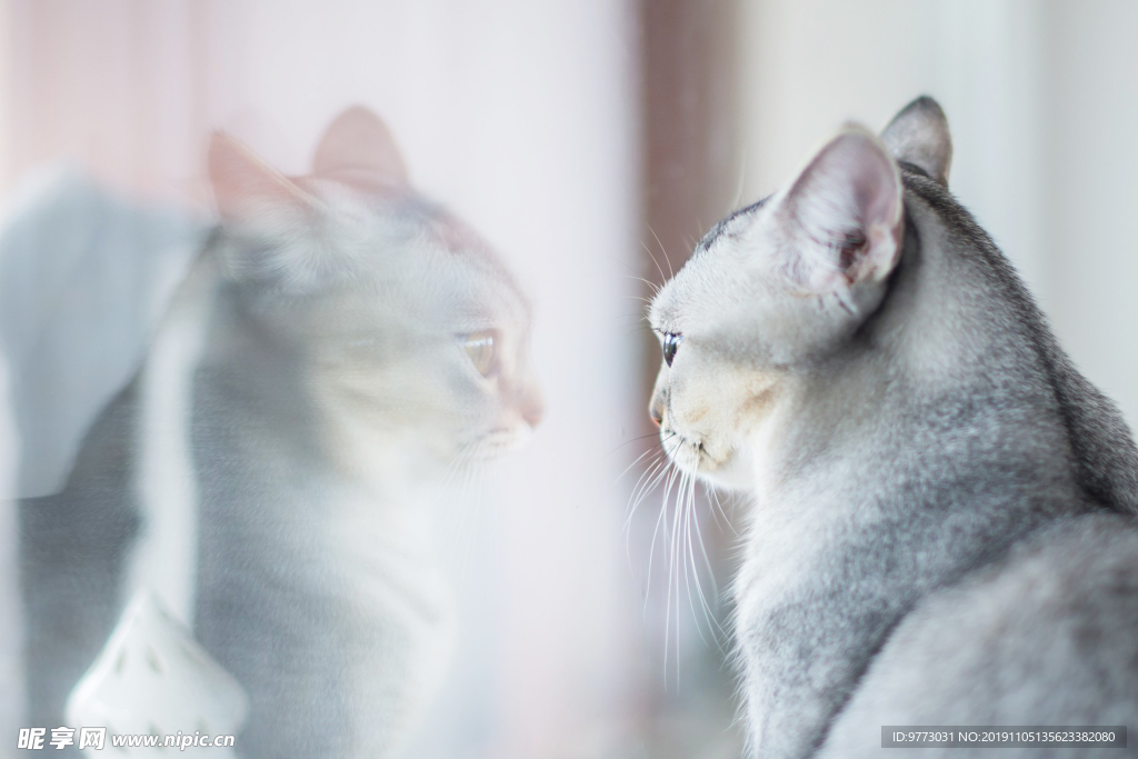 猫咪