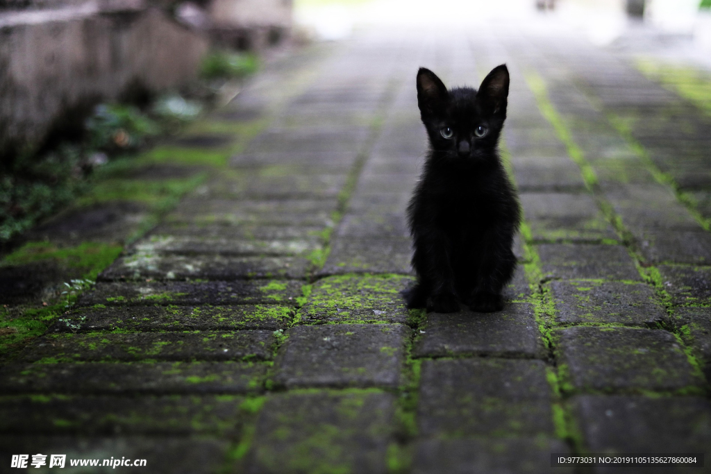 猫咪
