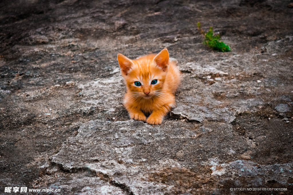 猫咪