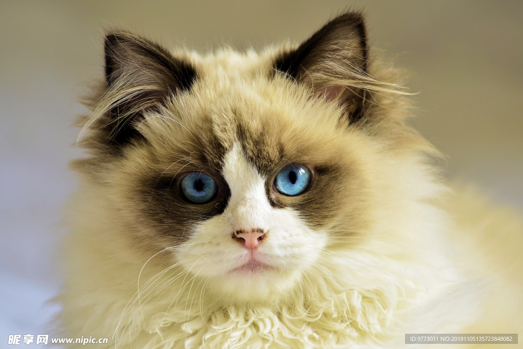 猫咪