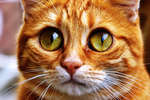 猫咪
