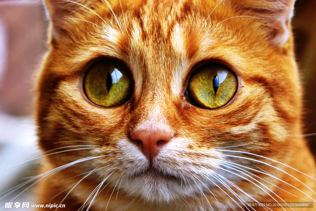 猫咪
