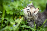 猫咪