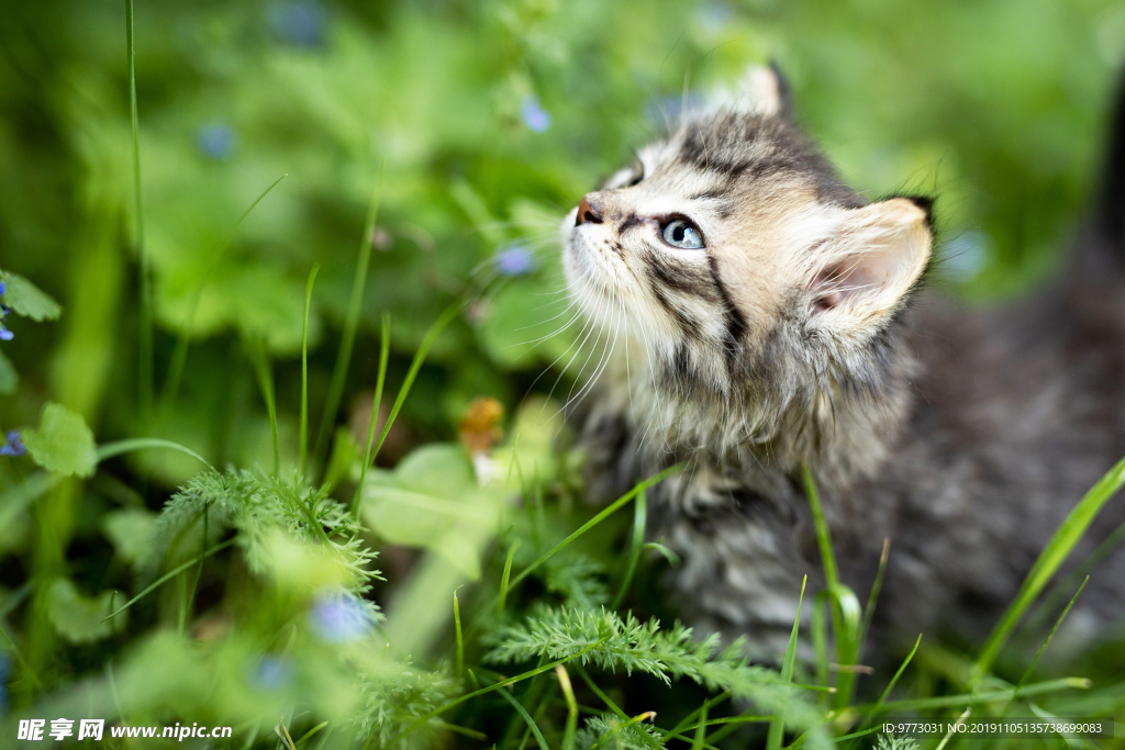 猫咪
