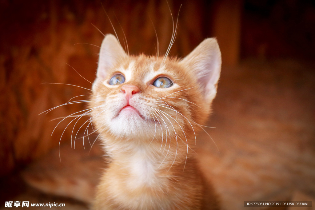猫咪
