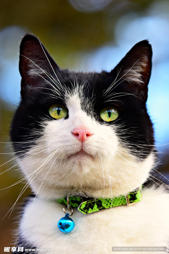 猫咪