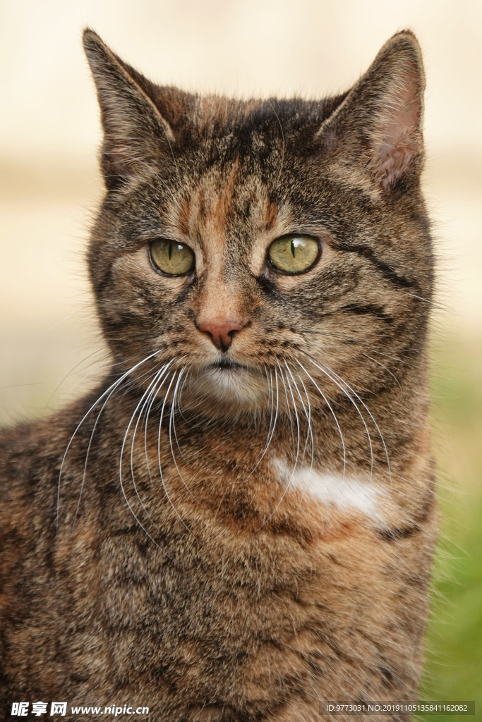 猫咪