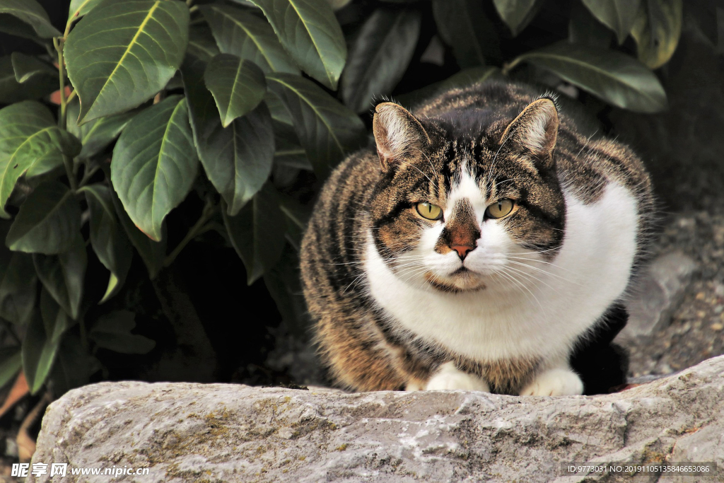 猫咪
