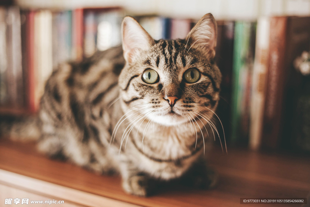 猫咪