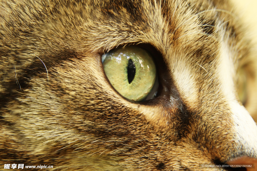 猫咪