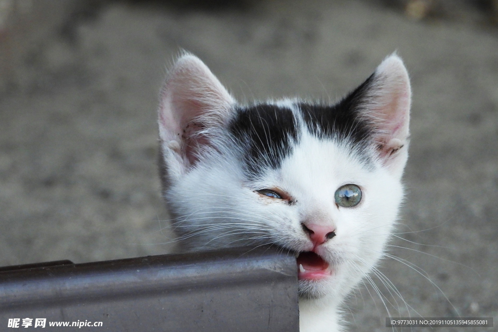 猫咪