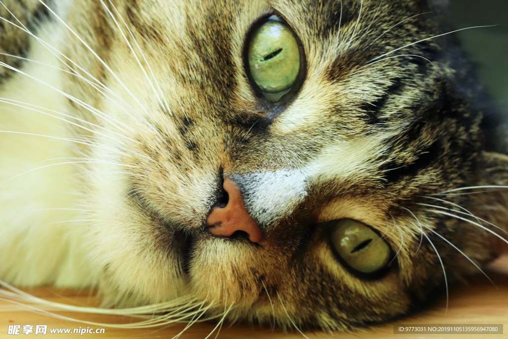 猫咪