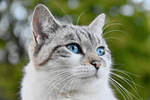 猫咪