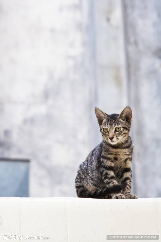 猫咪