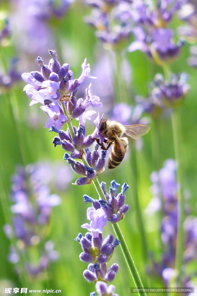蜜蜂