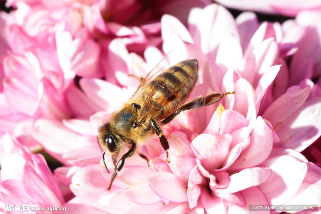 蜜蜂