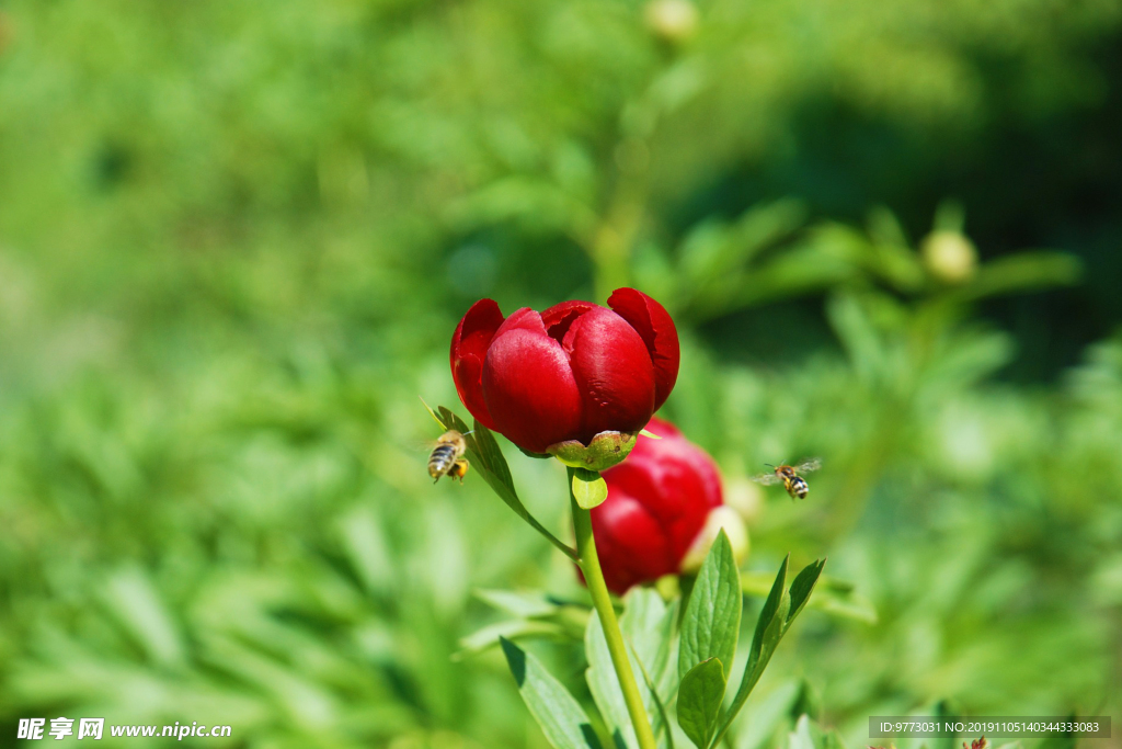蜜蜂