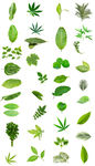 绿色植物叶子树叶绿叶png素材
