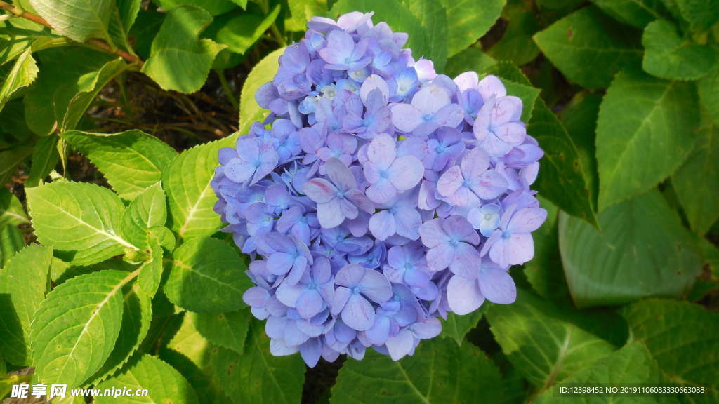 绣球花