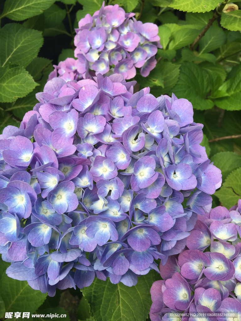 绣球花