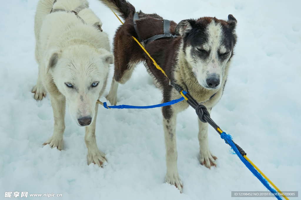 雪橇犬