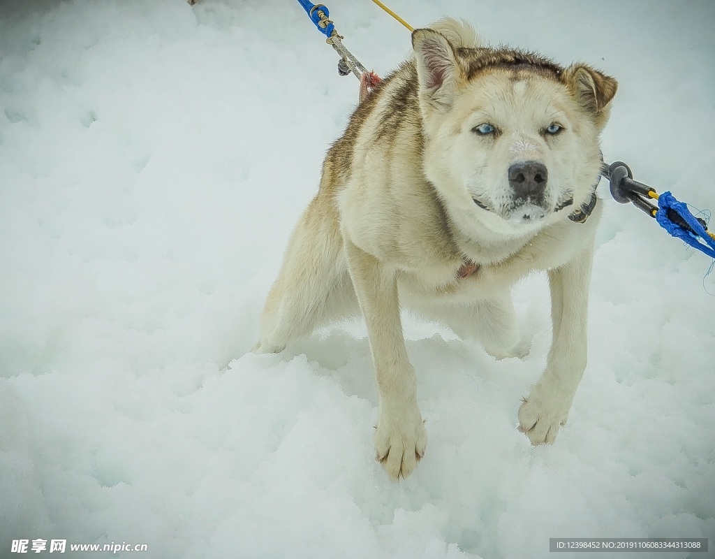 雪橇犬