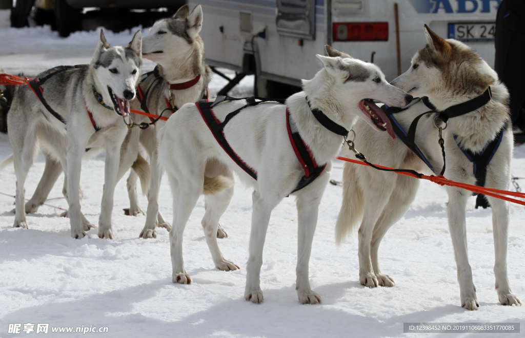 雪橇犬