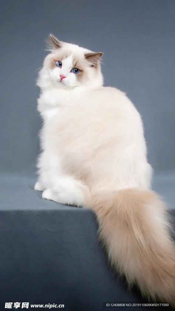 布偶猫