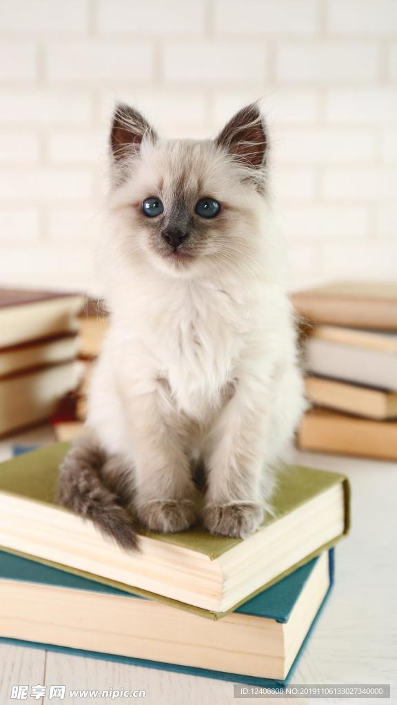 布偶猫