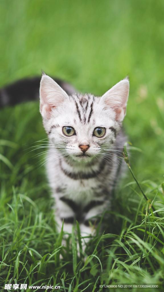 猫