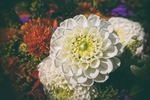 大丽花图片