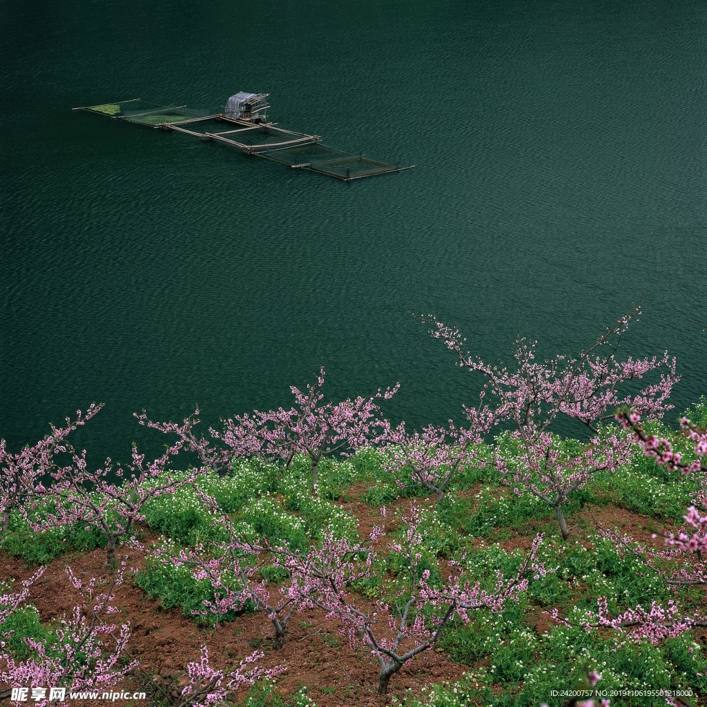 桃树