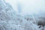 雪图