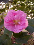 粉色芙蓉花