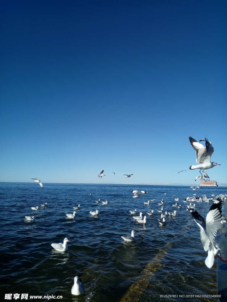 海鸥  大海