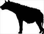 野生动物系列 土狼 狼 矢量图