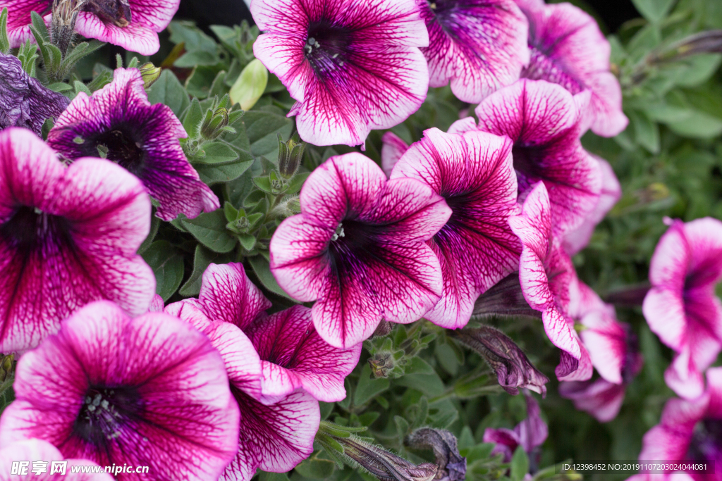 碧冬茄花