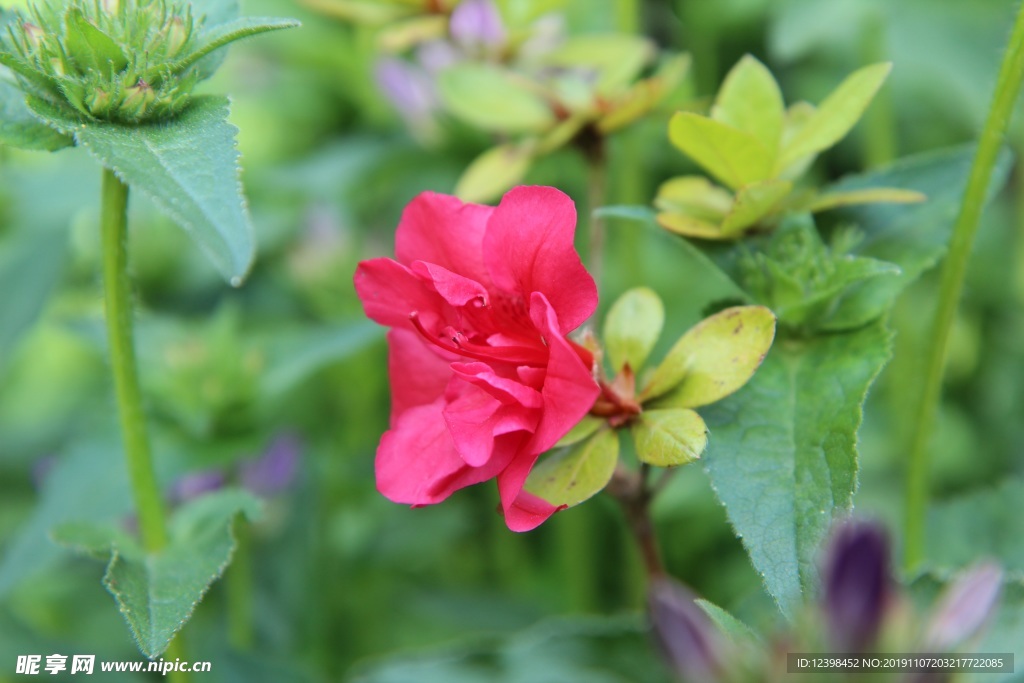 杜鹃花
