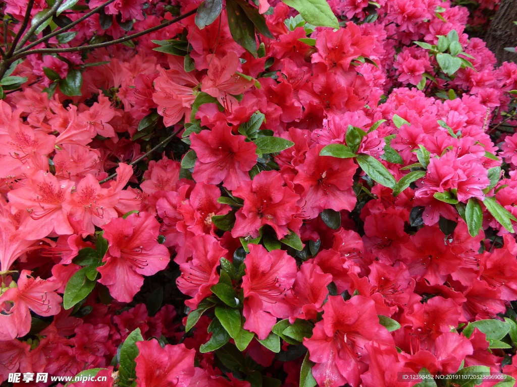 杜鹃花