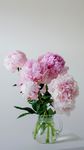 鲜花