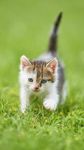 小猫